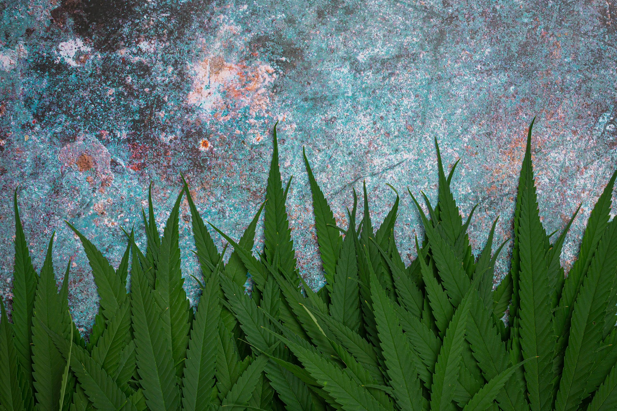 flores cbd