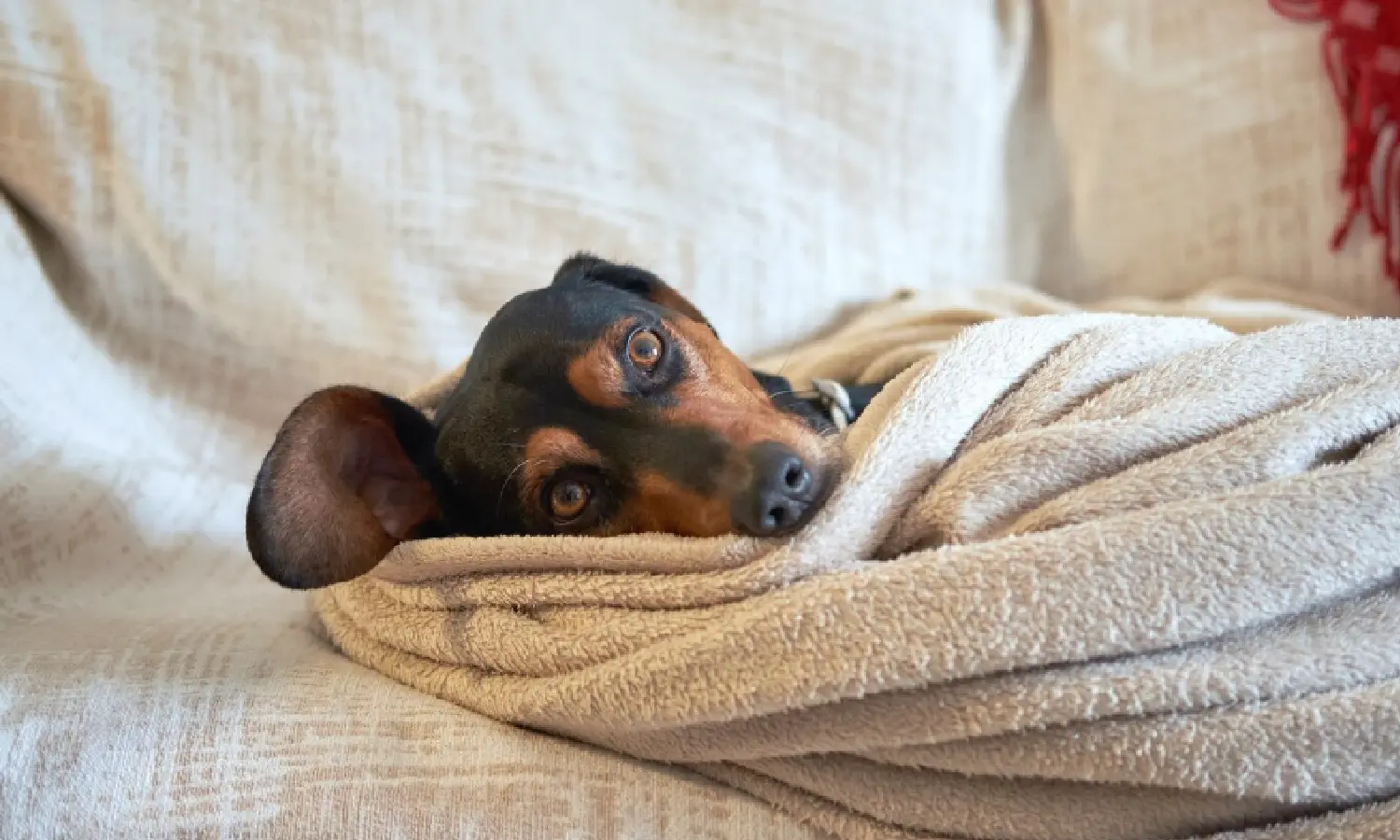 Crear santuario de descanso para tu perro